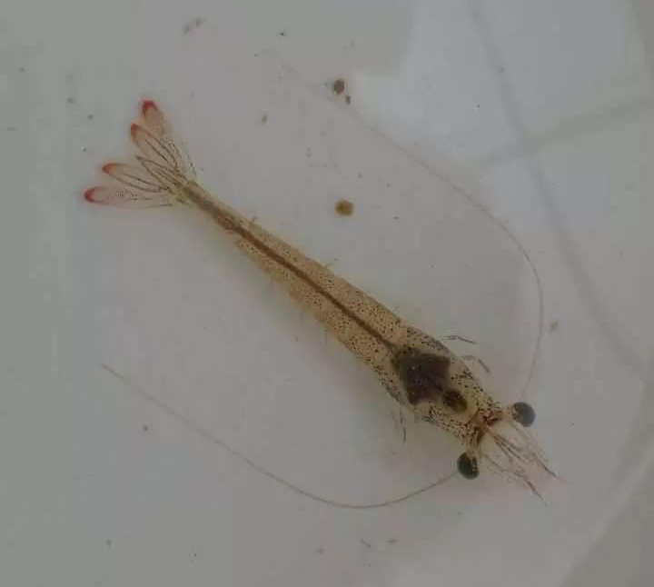 高溫多雨天氣，白蝦養(yǎng)殖需要注意哪些問題